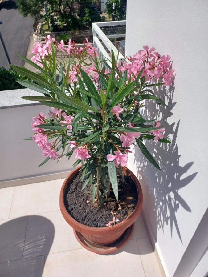 ילסה Apartmani Miletic מראה חיצוני תמונה